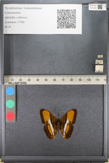 Media type: image; Entomology 141082
